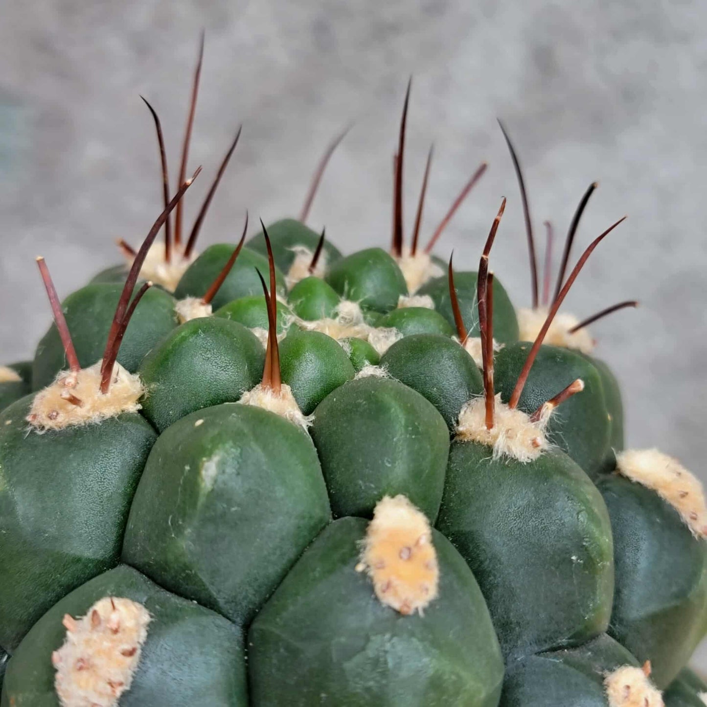 Gymnocalycium saglionis