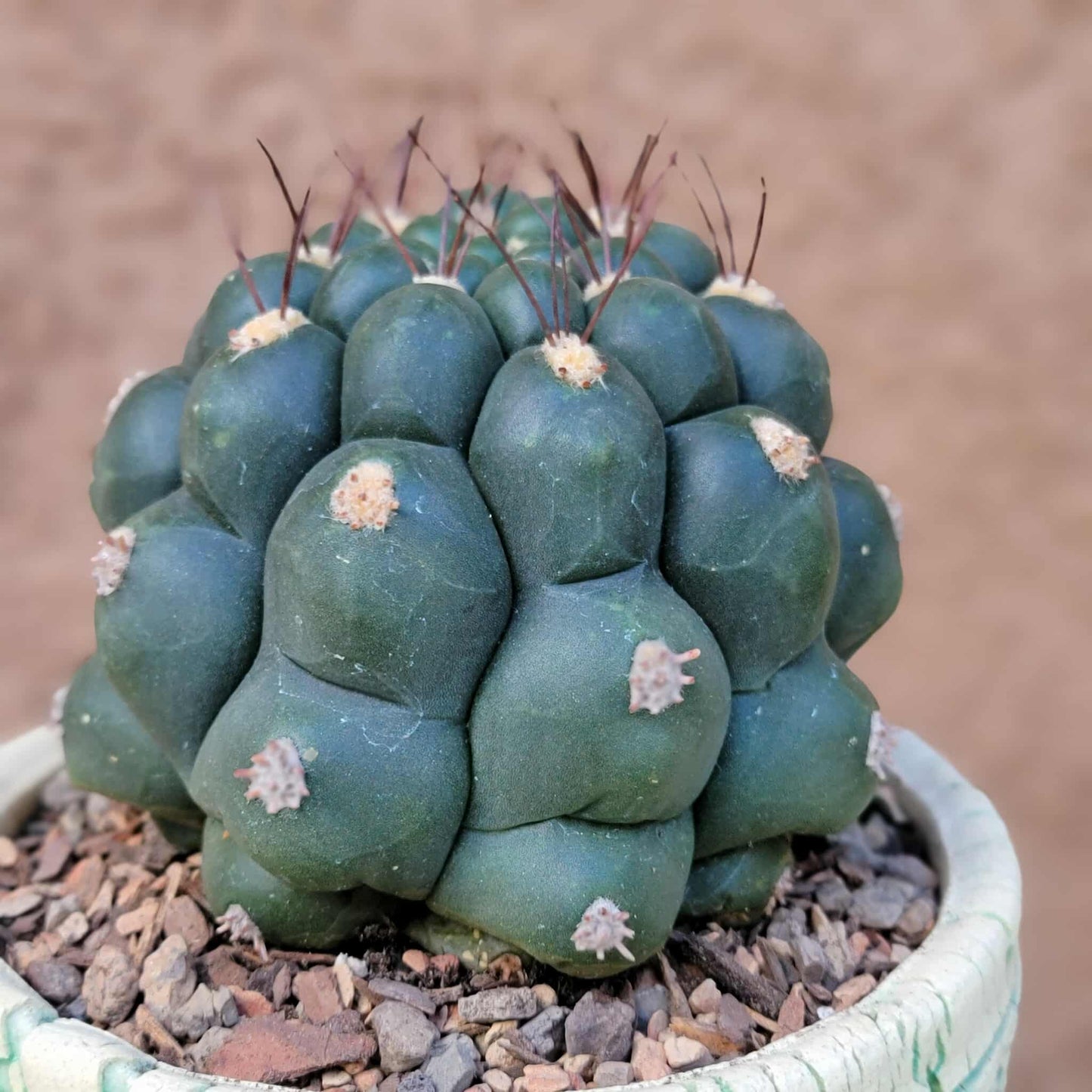 Gymnocalycium saglionis - Large