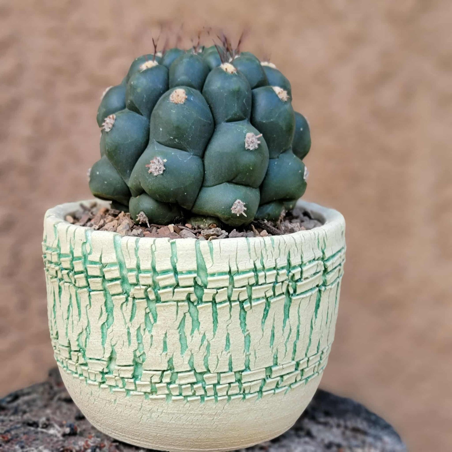 Gymnocalycium saglionis - Large