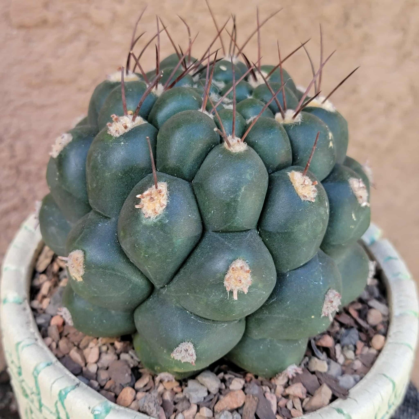 Gymnocalycium saglionis - Large