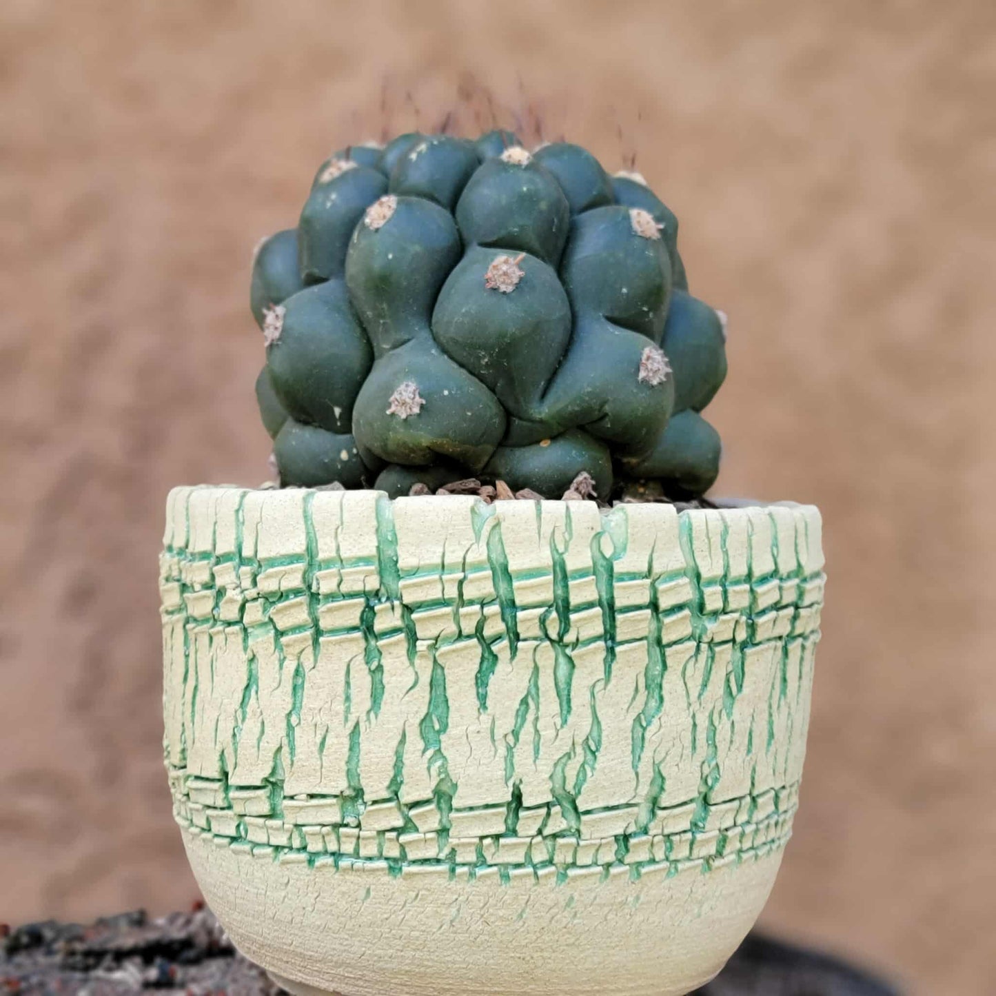 Gymnocalycium saglionis - Large