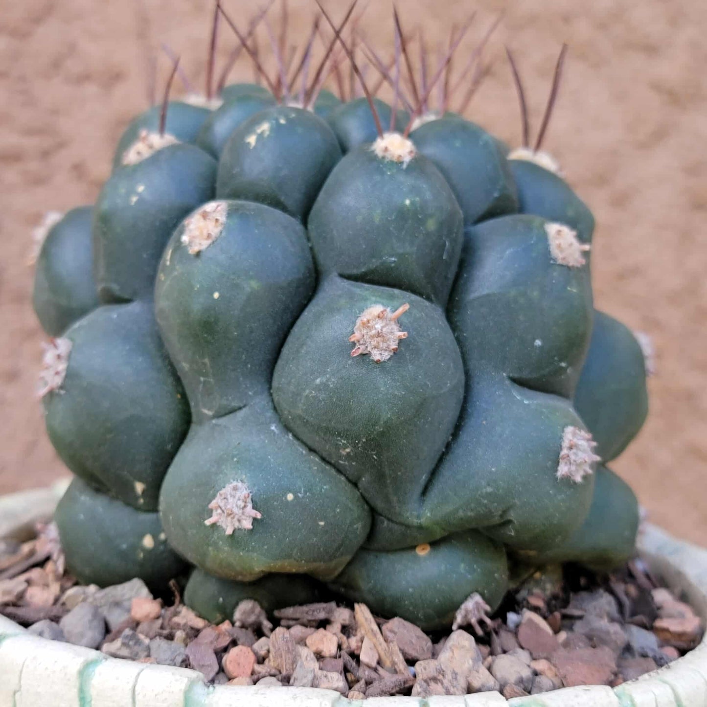 Gymnocalycium saglionis - Large