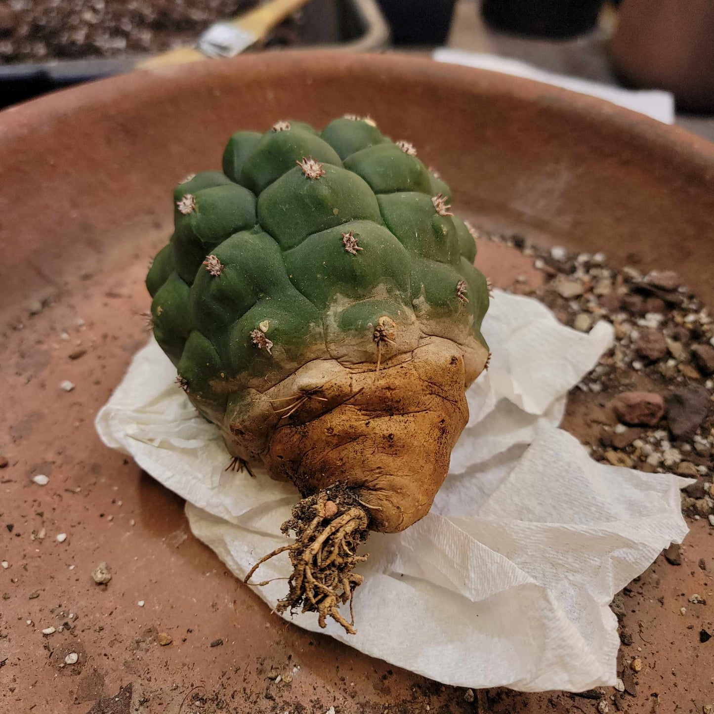 Gymnocalycium saglionis - Large