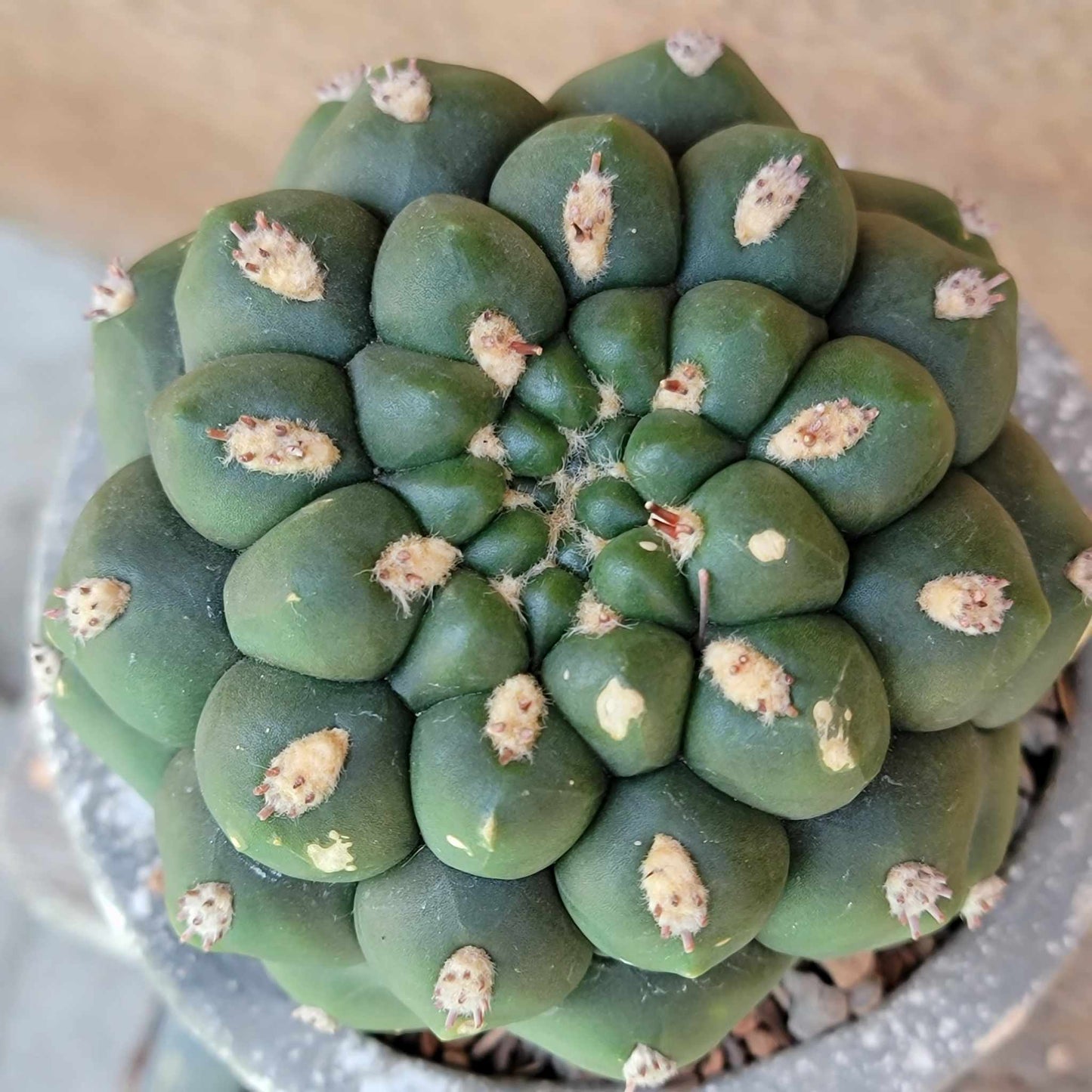 Gymnocalycium saglionis - Large