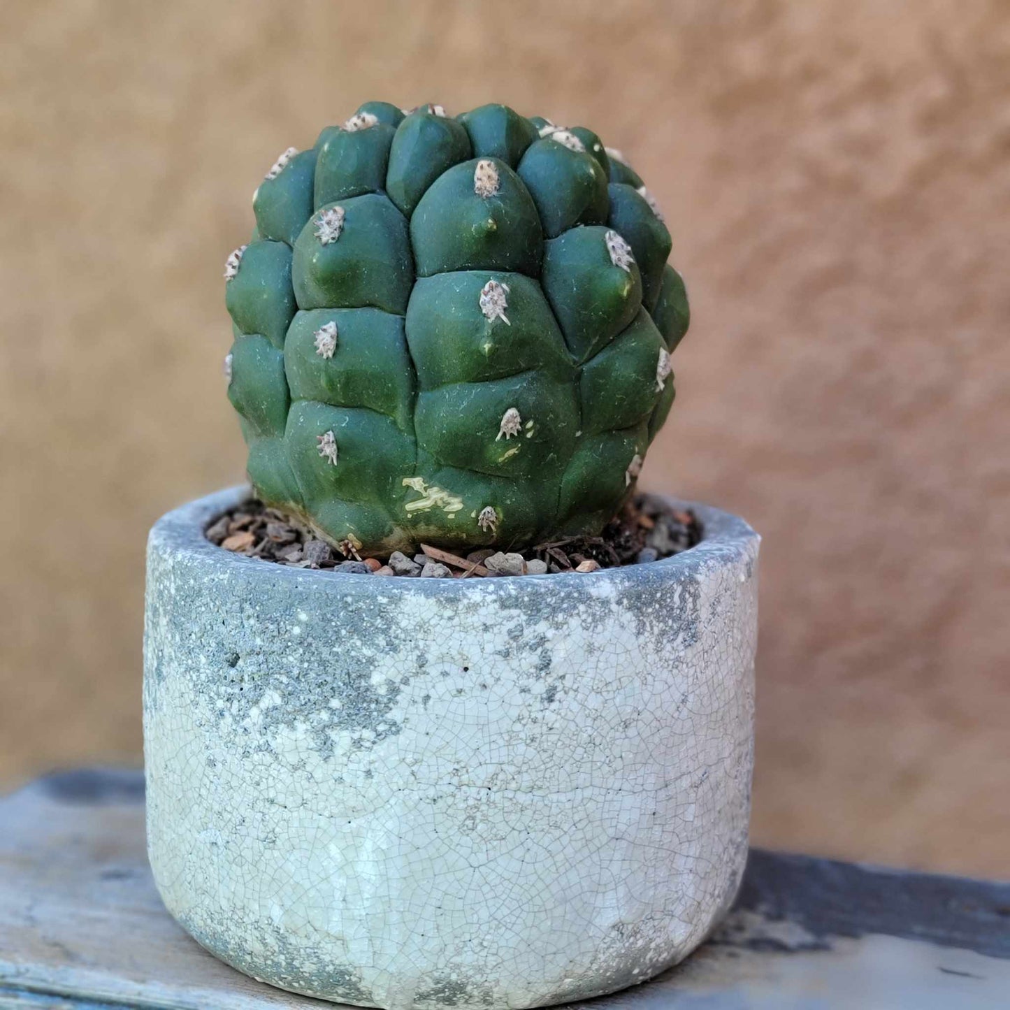 Gymnocalycium saglionis - Large