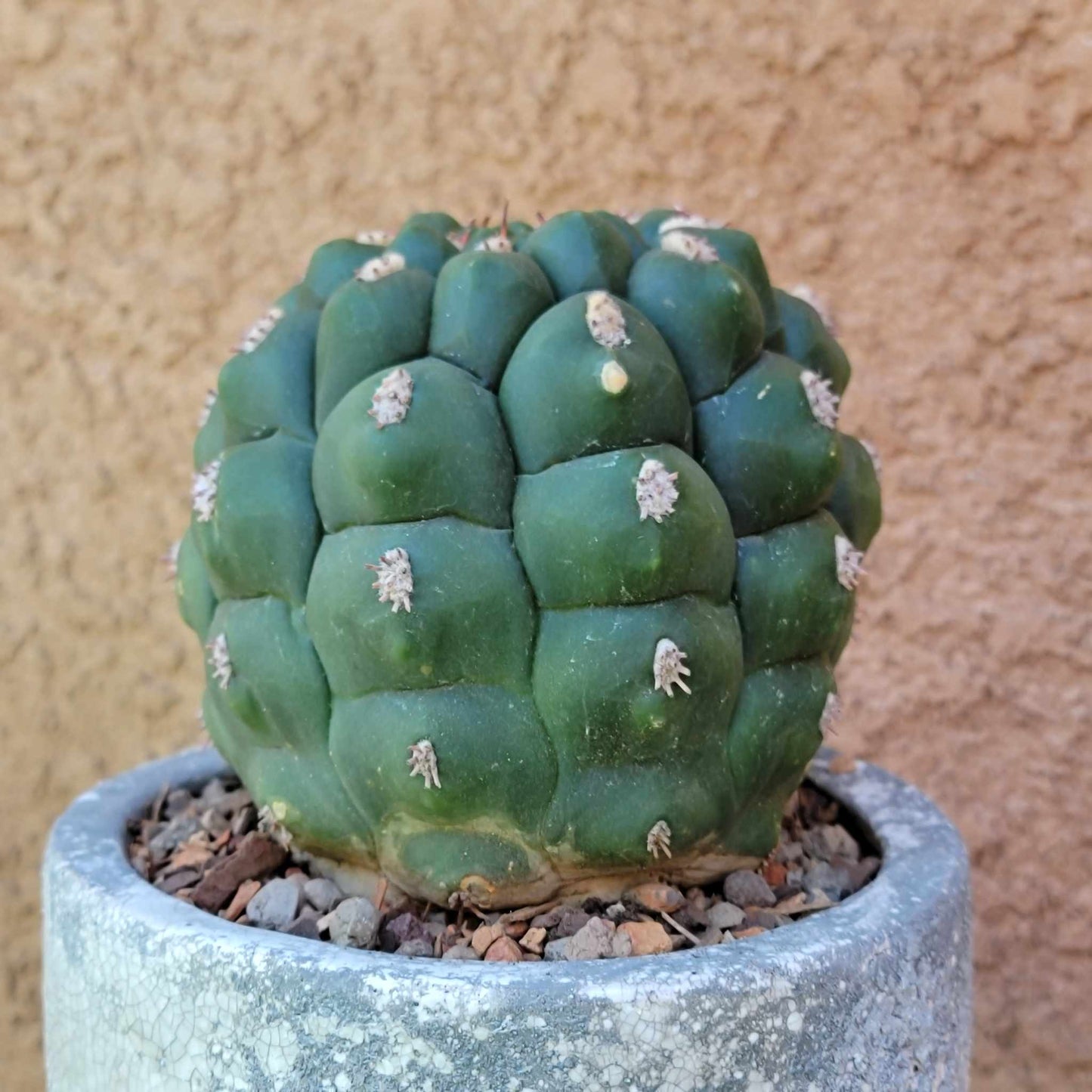 Gymnocalycium saglionis - Large