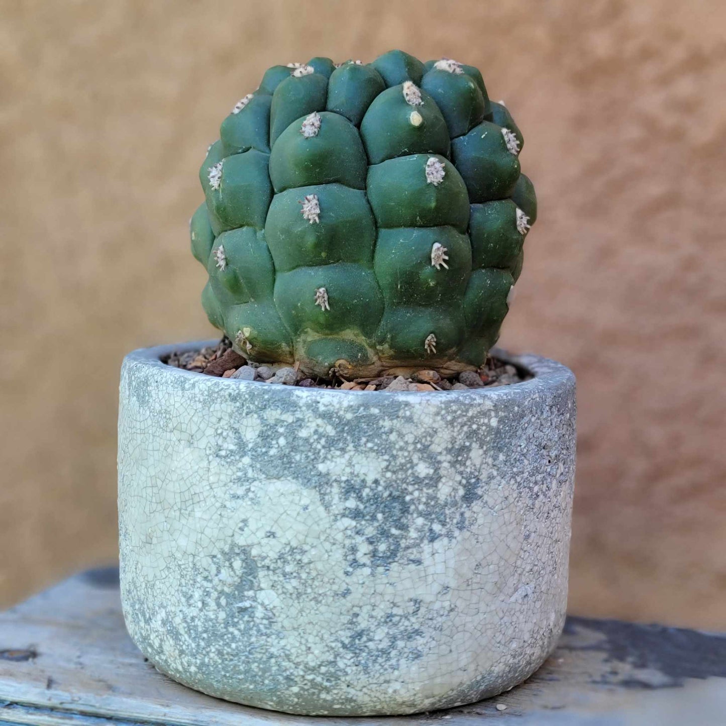 Gymnocalycium saglionis - Large