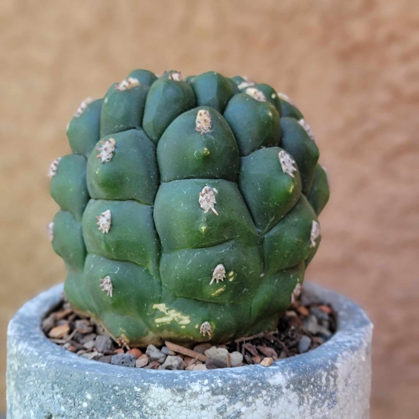 Gymnocalycium saglionis - Large