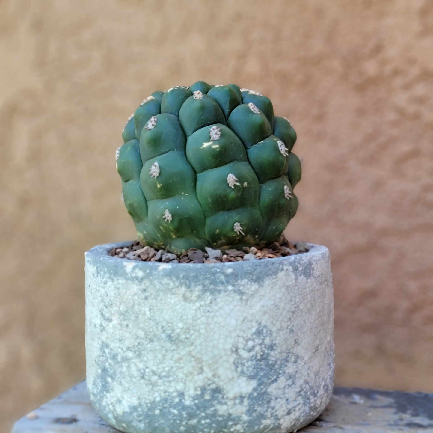 Gymnocalycium saglionis - Large