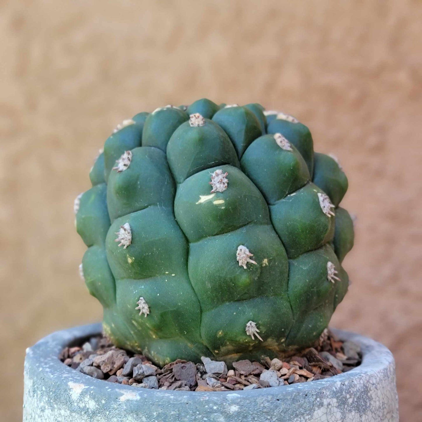 Gymnocalycium saglionis - Large