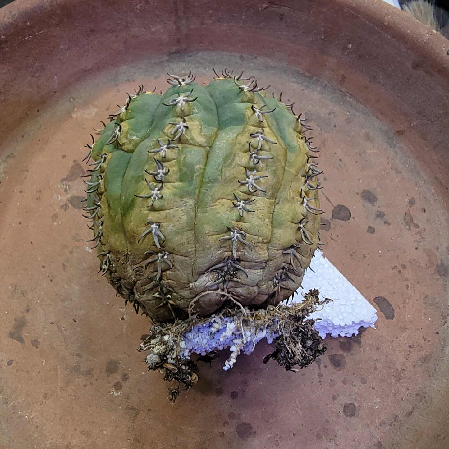 Gymnocalycium spegazzinii v. unguispinum – Old - Seed grown