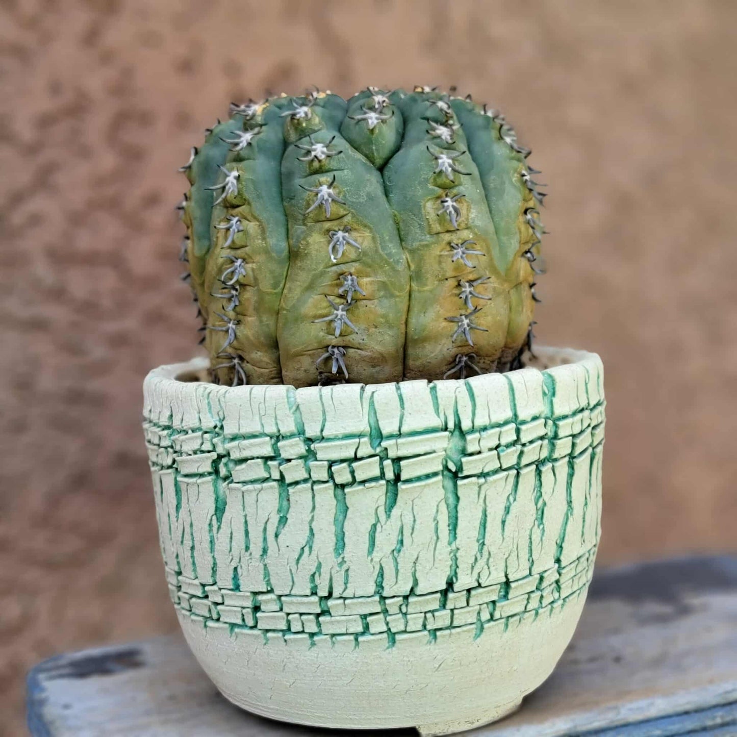 Gymnocalycium spegazzinii v. unguispinum – Old - Seed grown