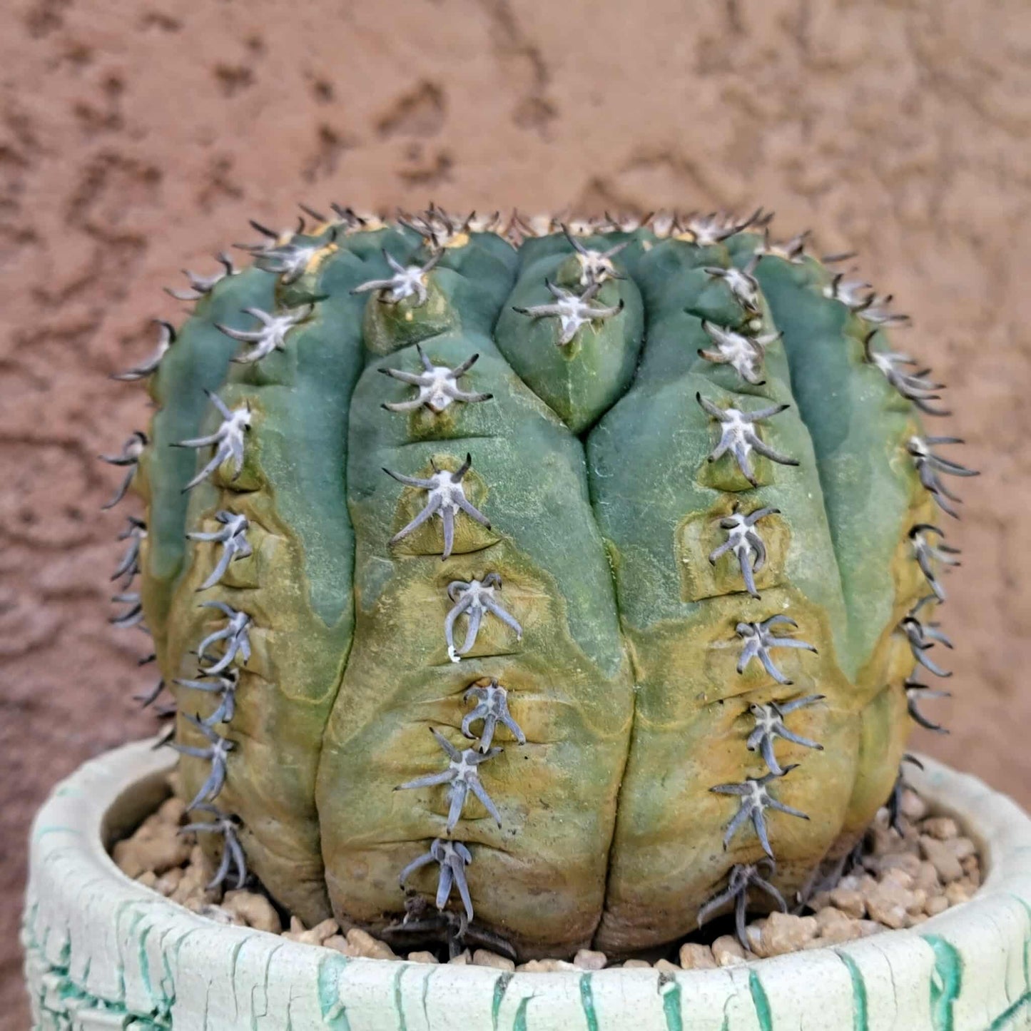 Gymnocalycium spegazzinii v. unguispinum – Old - Seed grown