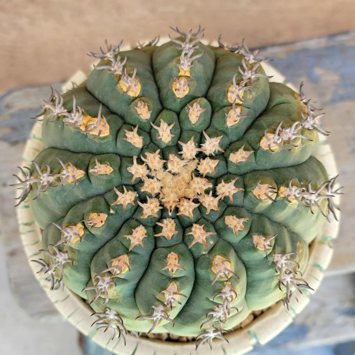 Gymnocalycium spegazzinii v. unguispinum – Old - Seed grown