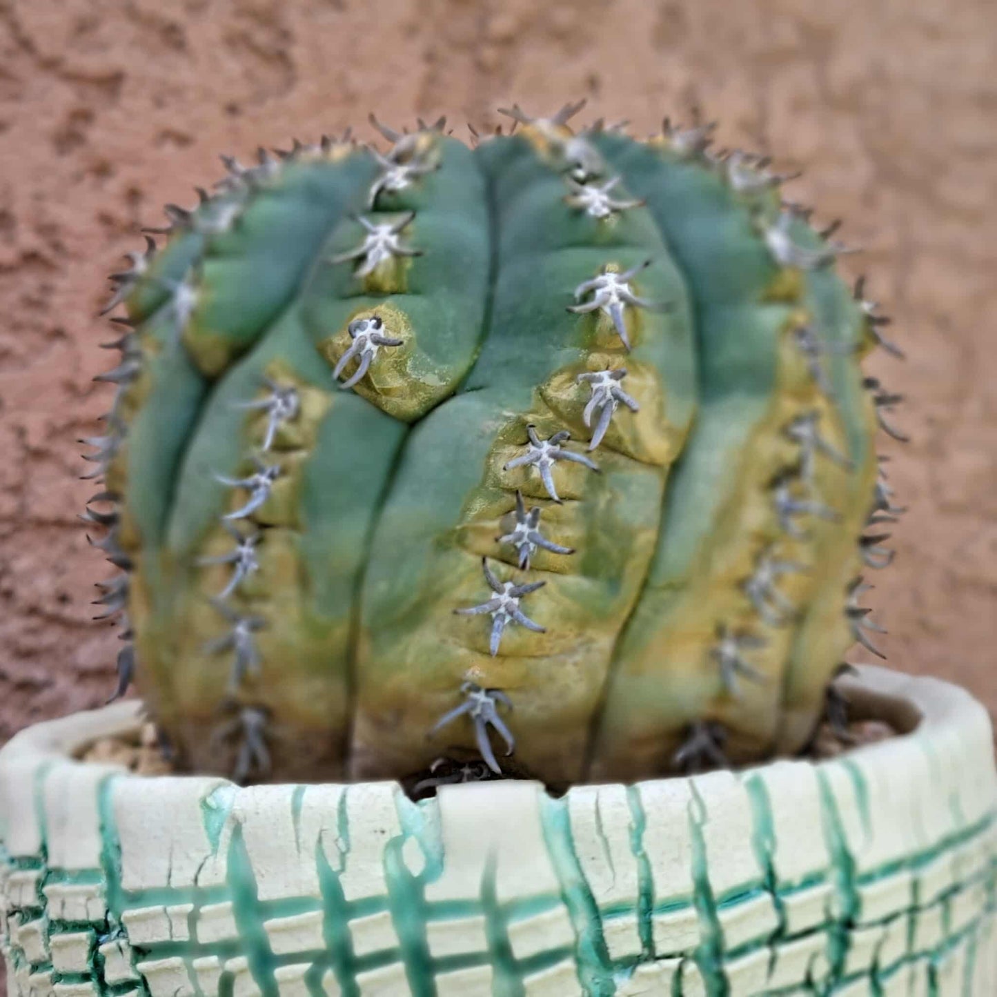 Gymnocalycium spegazzinii v. unguispinum – Old - Seed grown