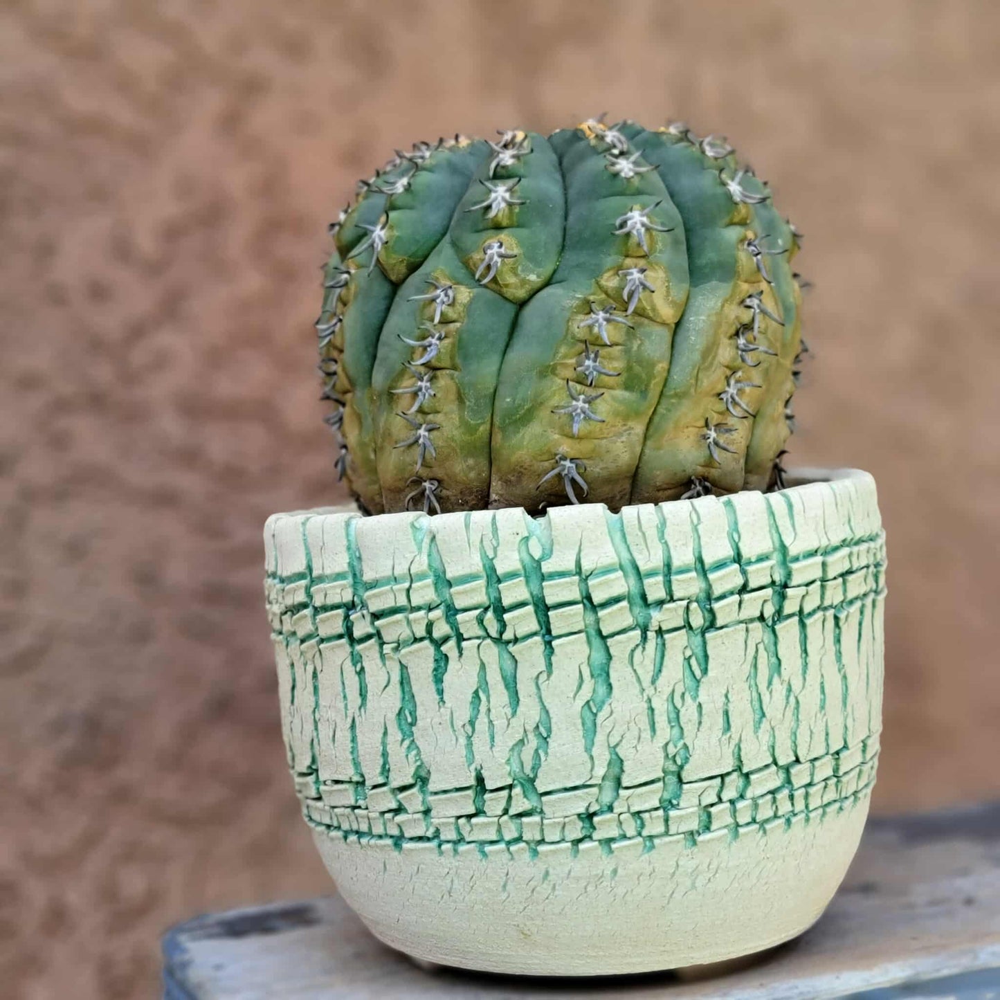 Gymnocalycium spegazzinii v. unguispinum – Old - Seed grown