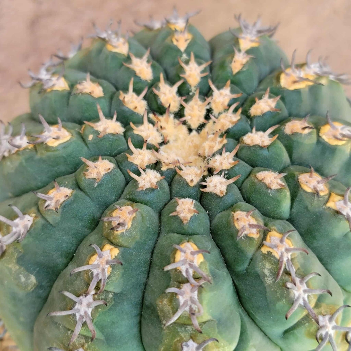 Gymnocalycium spegazzinii v. unguispinum – Old - Seed grown