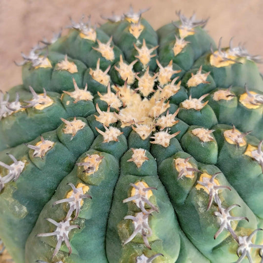 Gymnocalycium spegazzinii v. unguispinum – Old - Seed grown