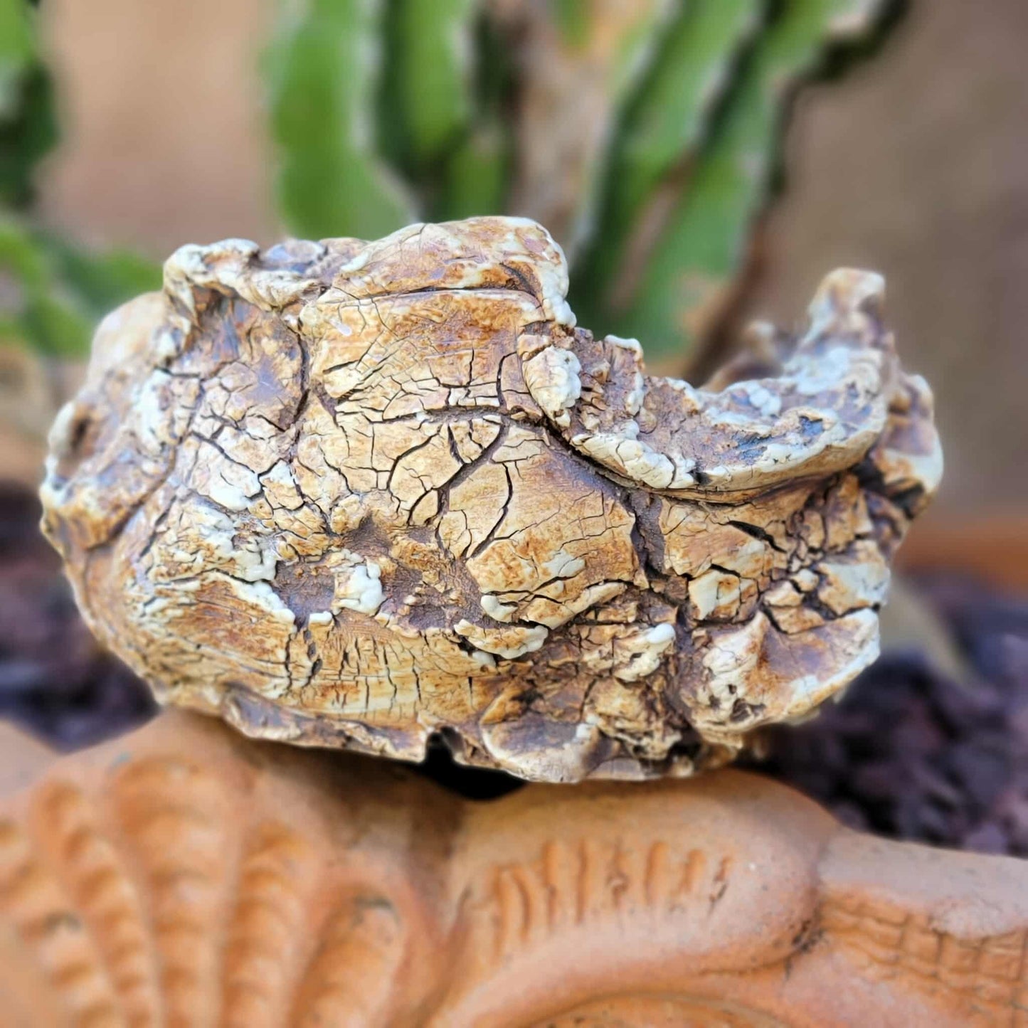 Handmade Pottery - Habitat Collection