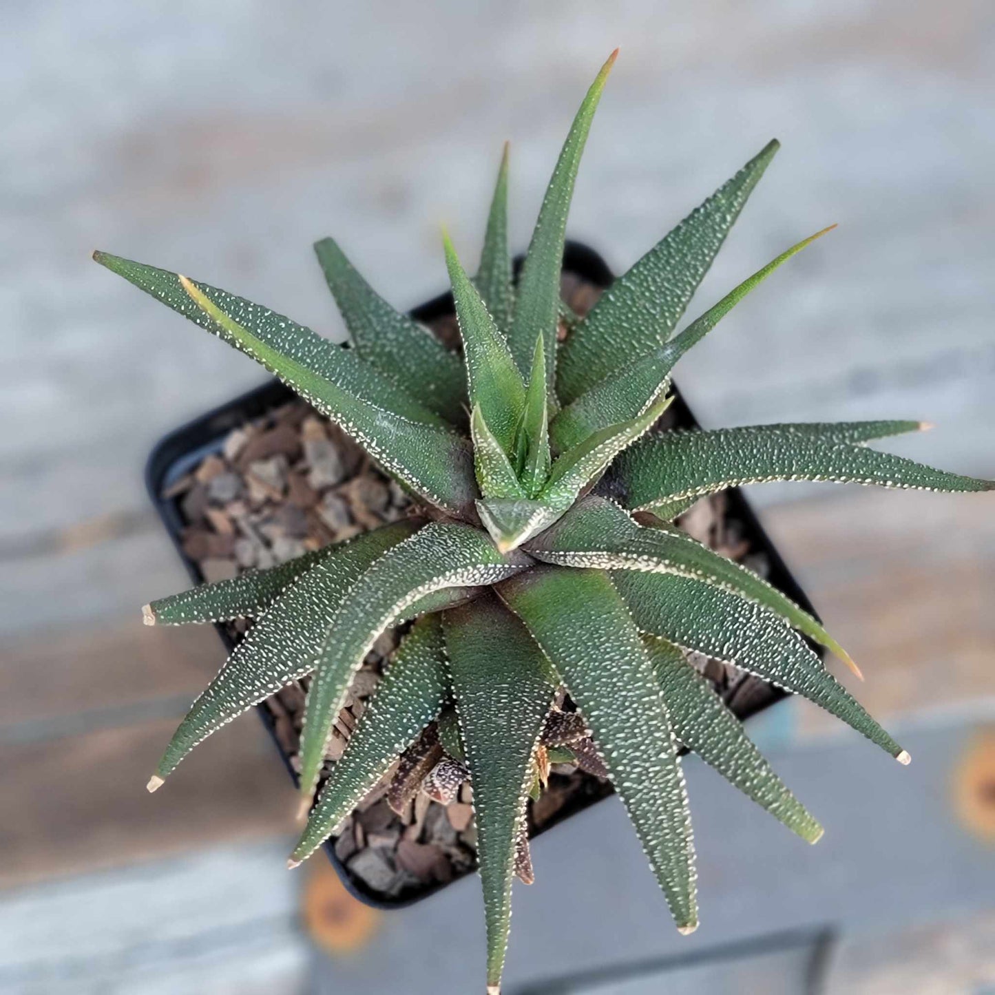 Haworthia Bundle #3 - 4 Varieties