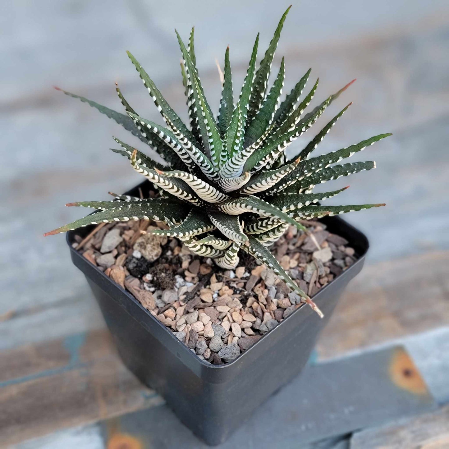 Haworthia Bundle #3 - 4 Varieties