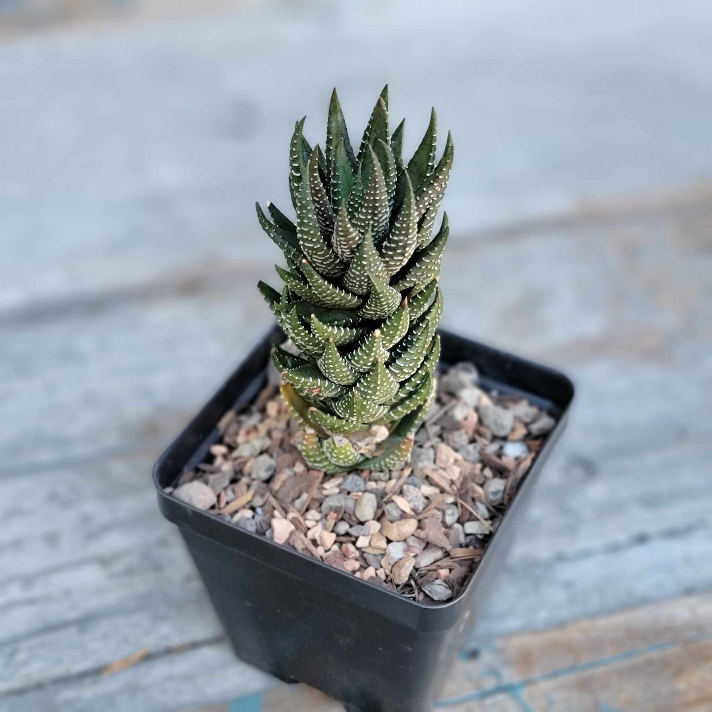Haworthia Bundle #3 - 4 Varieties