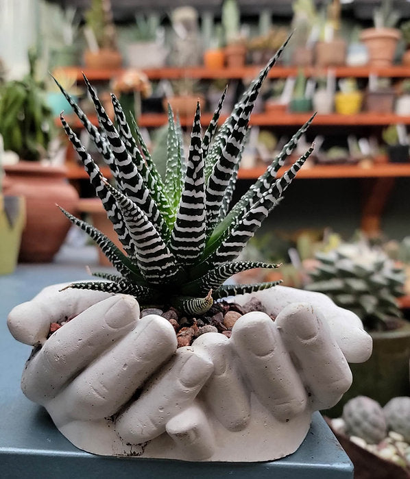 Cement Hands Cactus Succulent Planter