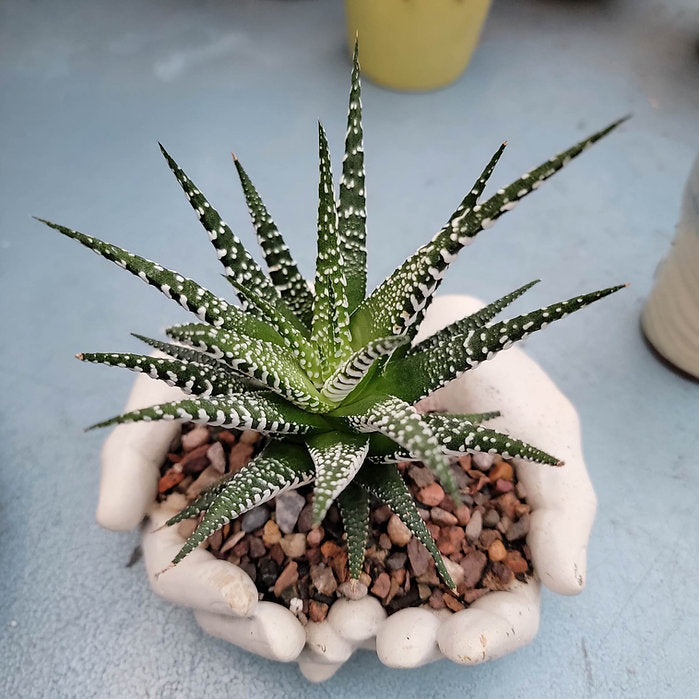 Cement Hands Cactus Succulent Planter
