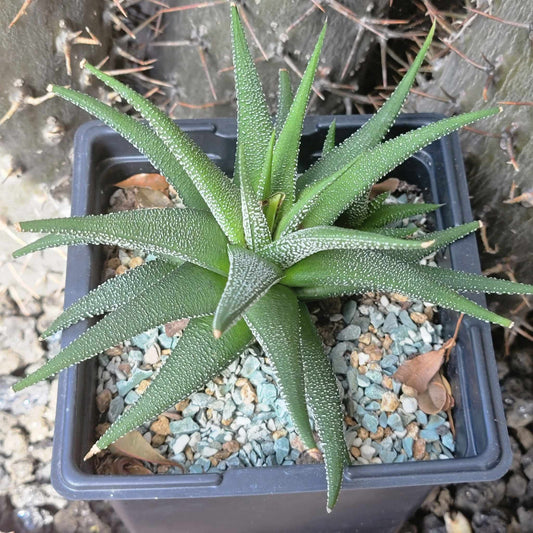 Haworthiopsis attenuata 'Concolor'