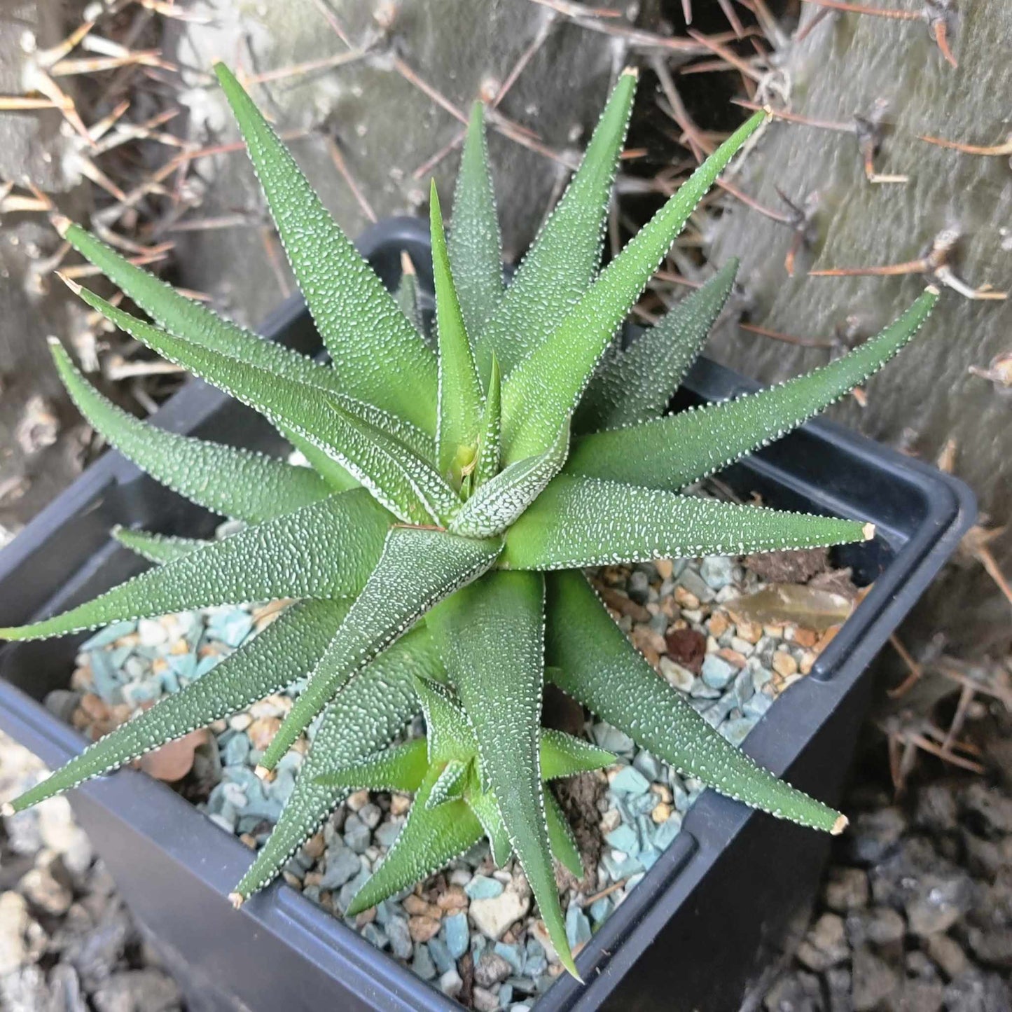 Haworthiopsis attenuata 'Concolor'