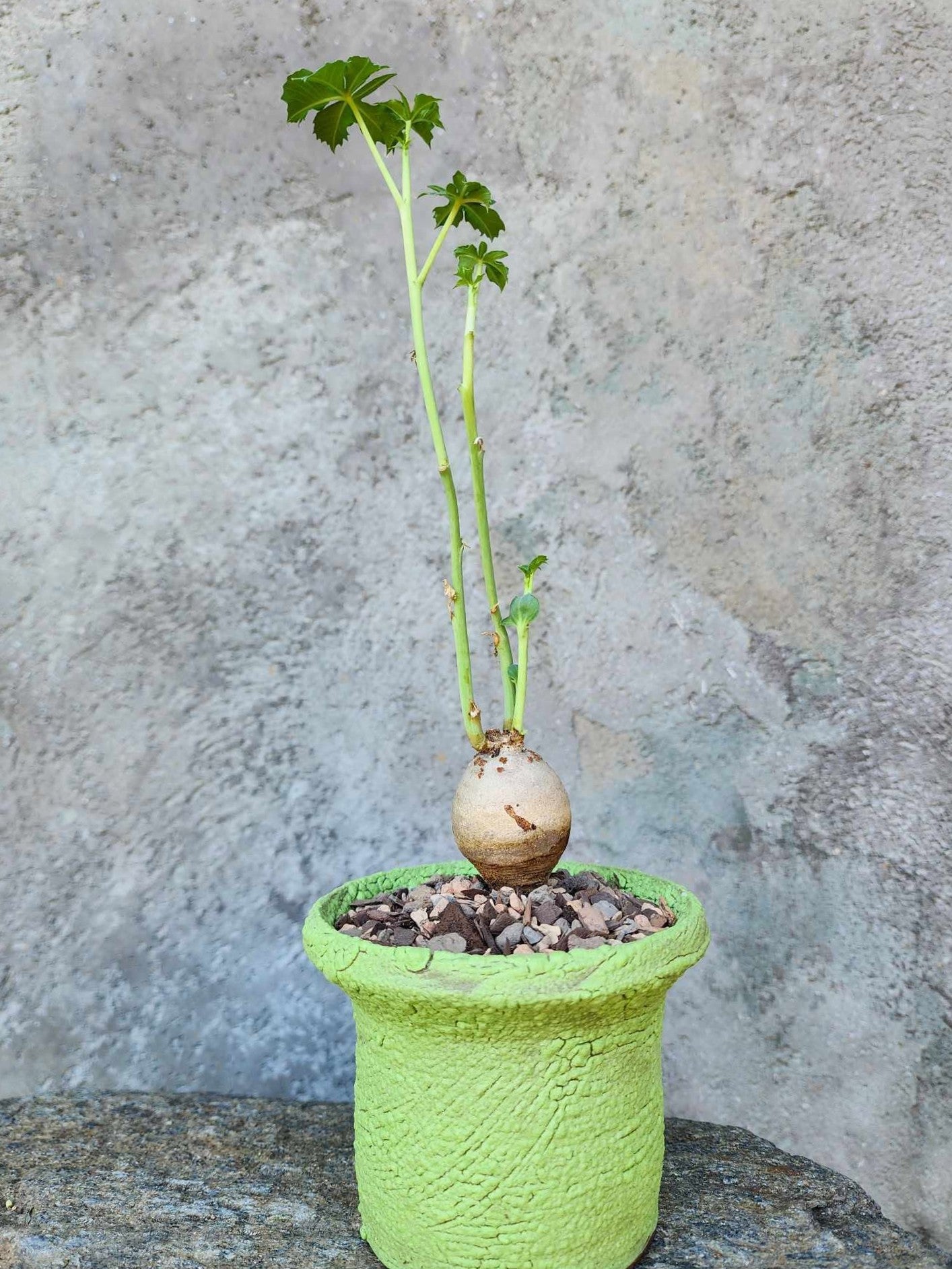 Jatropha berlandieri - Buddha Belly