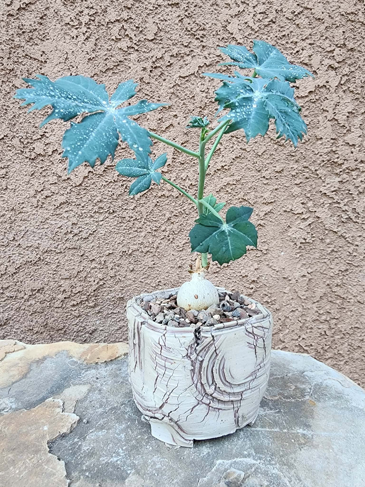 Jatropha berlandieri - Buddha Belly