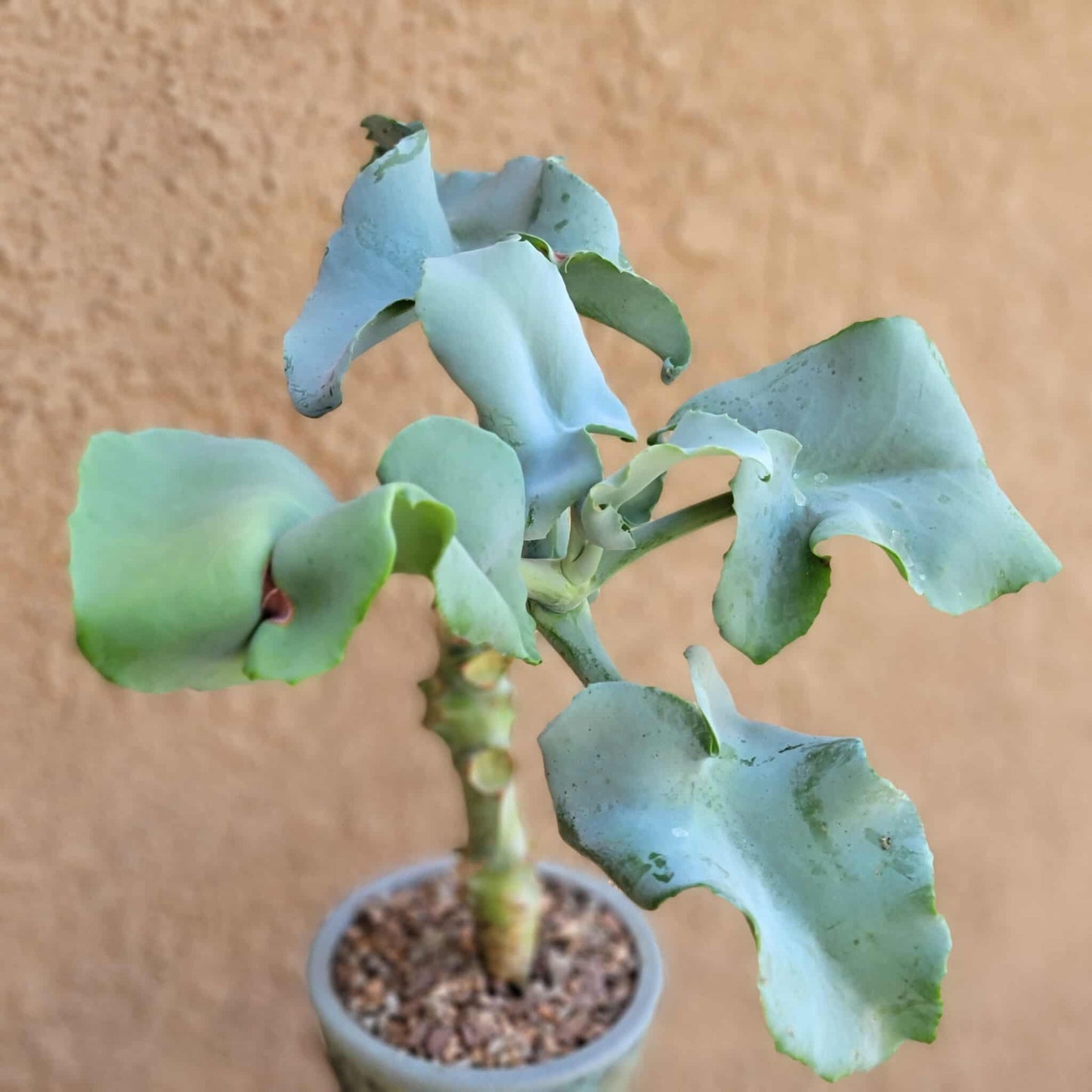Kalanchoe beharensis var. subnuda - Elephant's Ear; Naked Feltleaf
