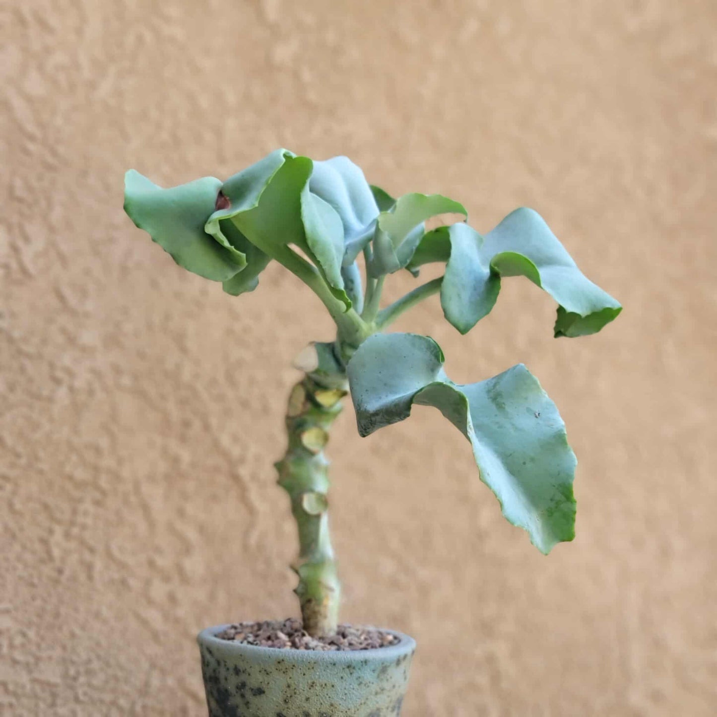 Kalanchoe beharensis var. subnuda - Elephant's Ear; Naked Feltleaf