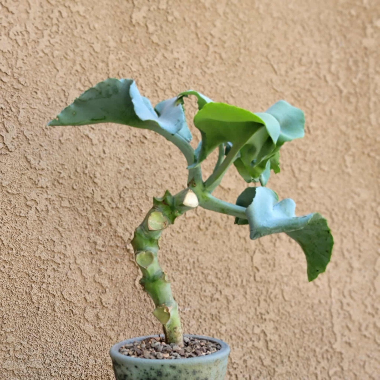 Kalanchoe beharensis var. subnuda - Elephant's Ear; Naked Feltleaf