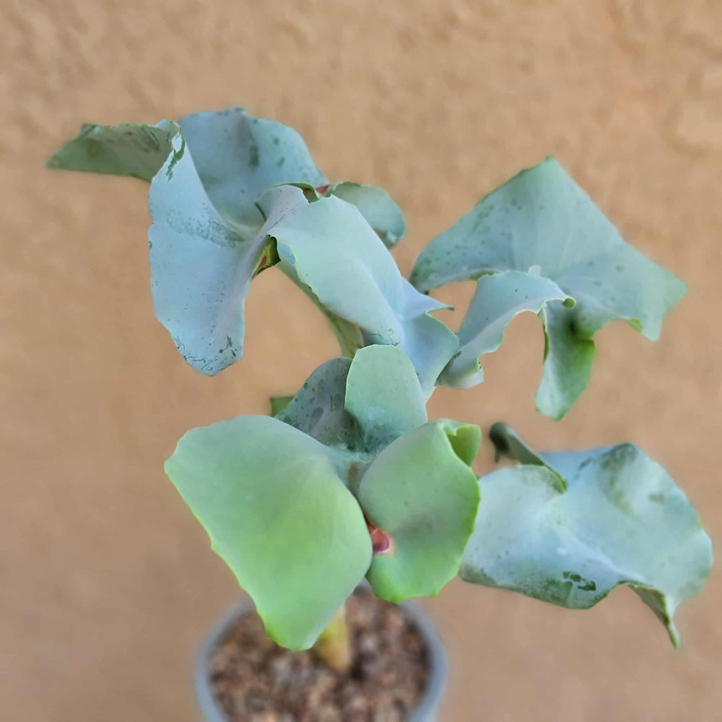 Kalanchoe beharensis var. subnuda - Elephant's Ear; Naked Feltleaf