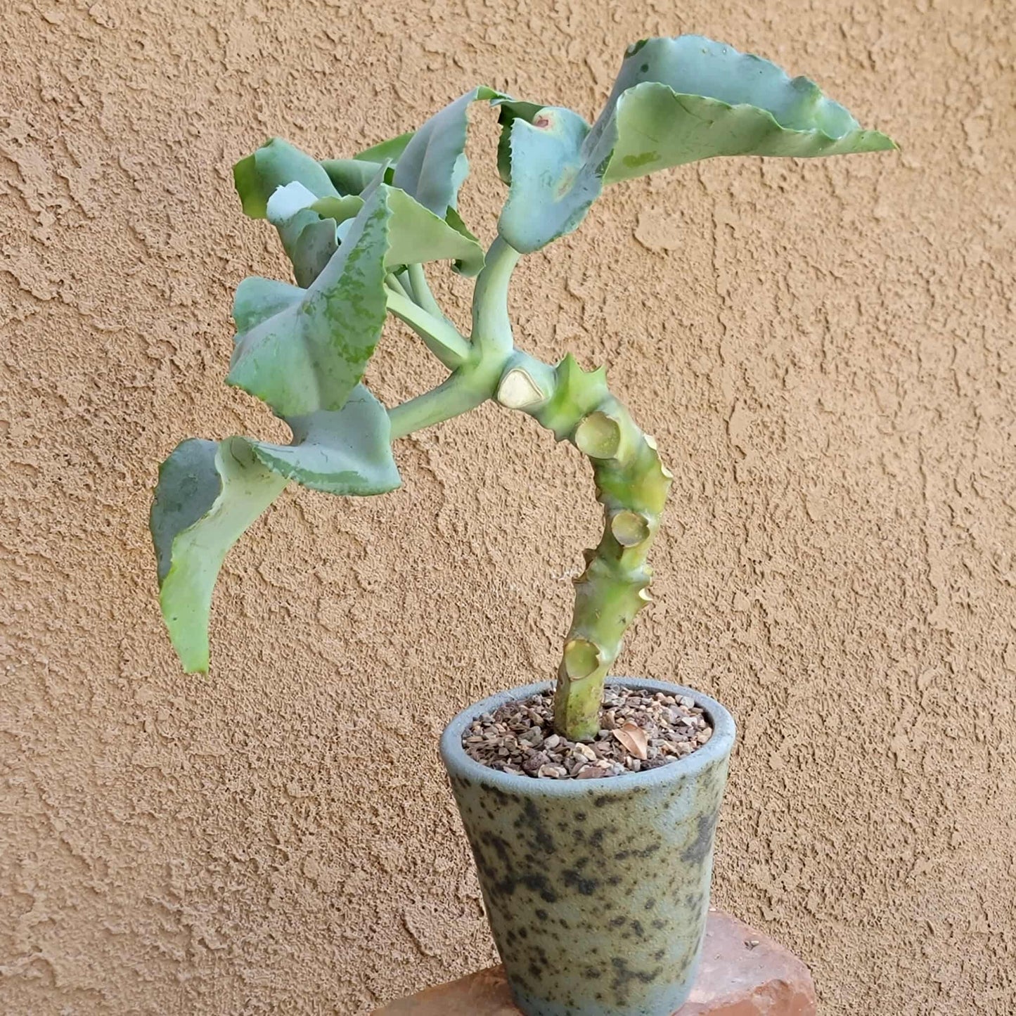 Kalanchoe beharensis var. subnuda - Elephant's Ear; Naked Feltleaf