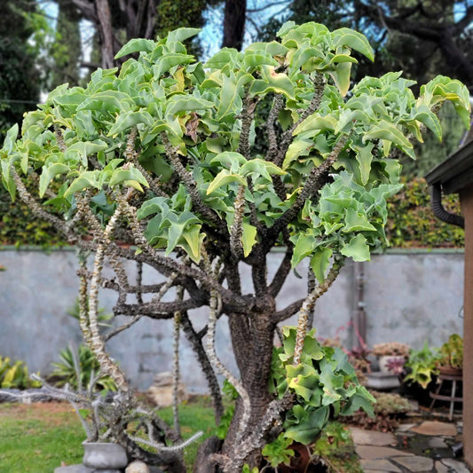 Kalanchoe beharensis var. subnuda - Elephant's Ear; Naked Feltleaf