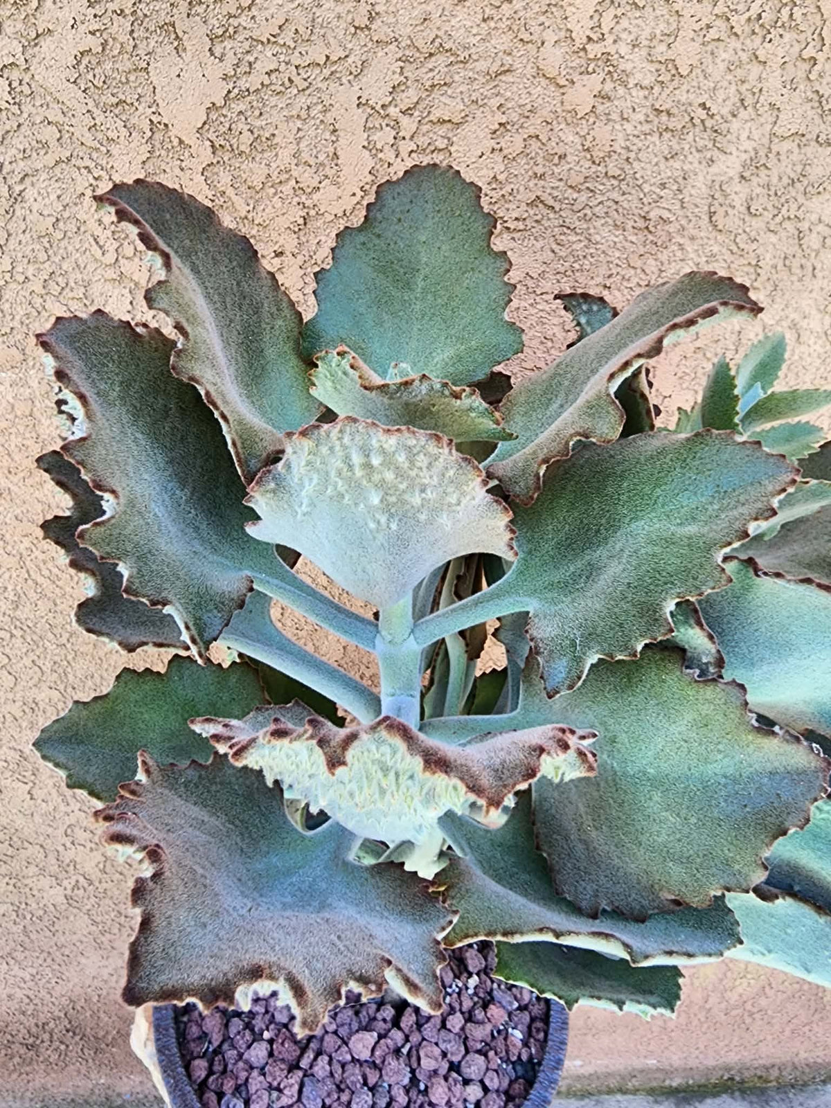 Kalanchoe beharensis ‘Fang’