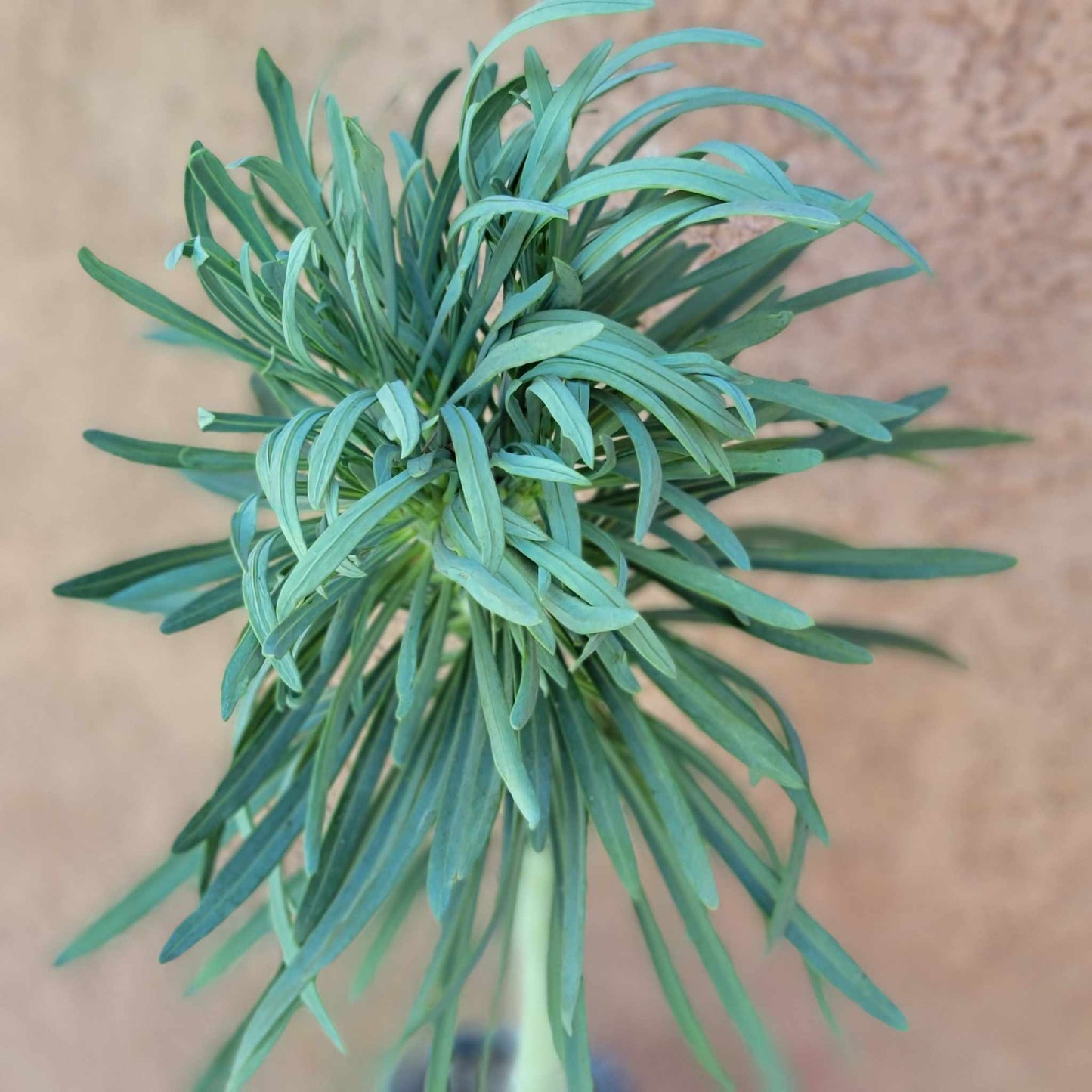 Kleinia neriifolia - Seecio Kleinia - Mermaid Legs - Over 20" Tall!
