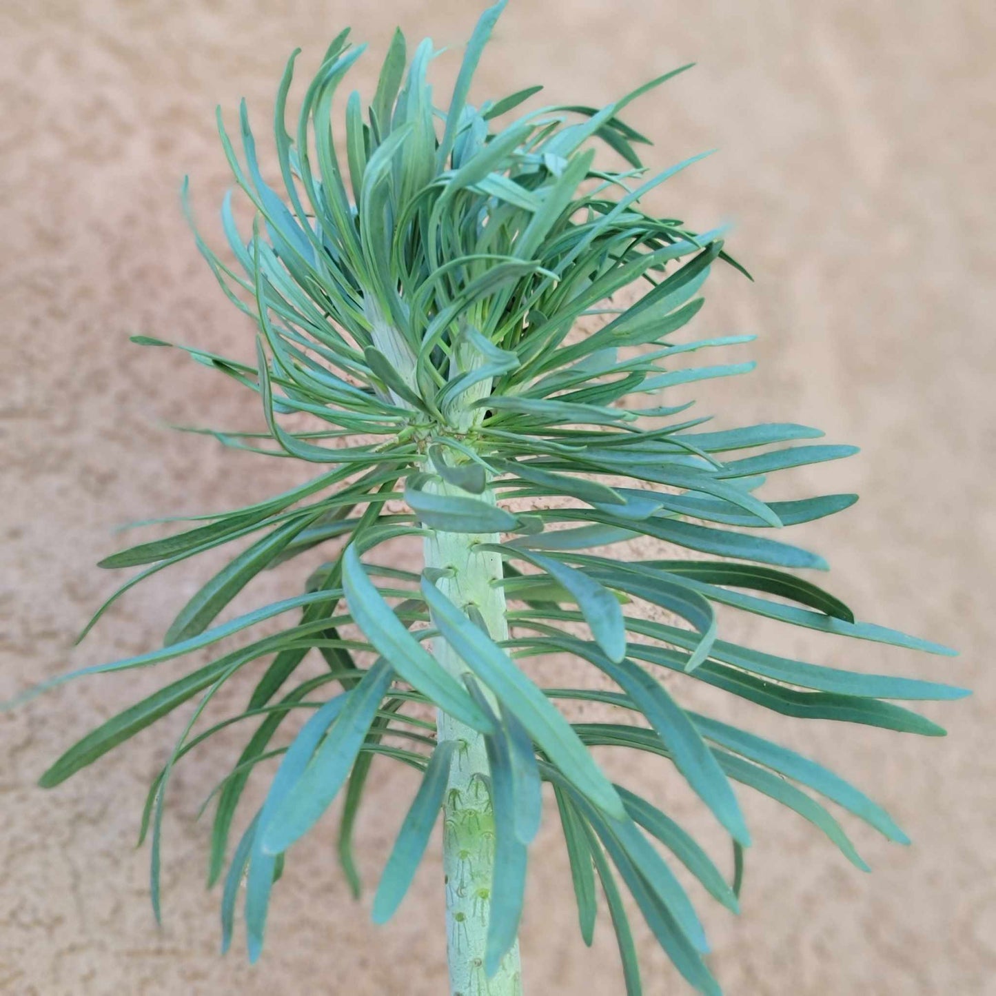 Kleinia neriifolia - Seecio Kleinia - Mermaid Legs - Over 20" Tall!