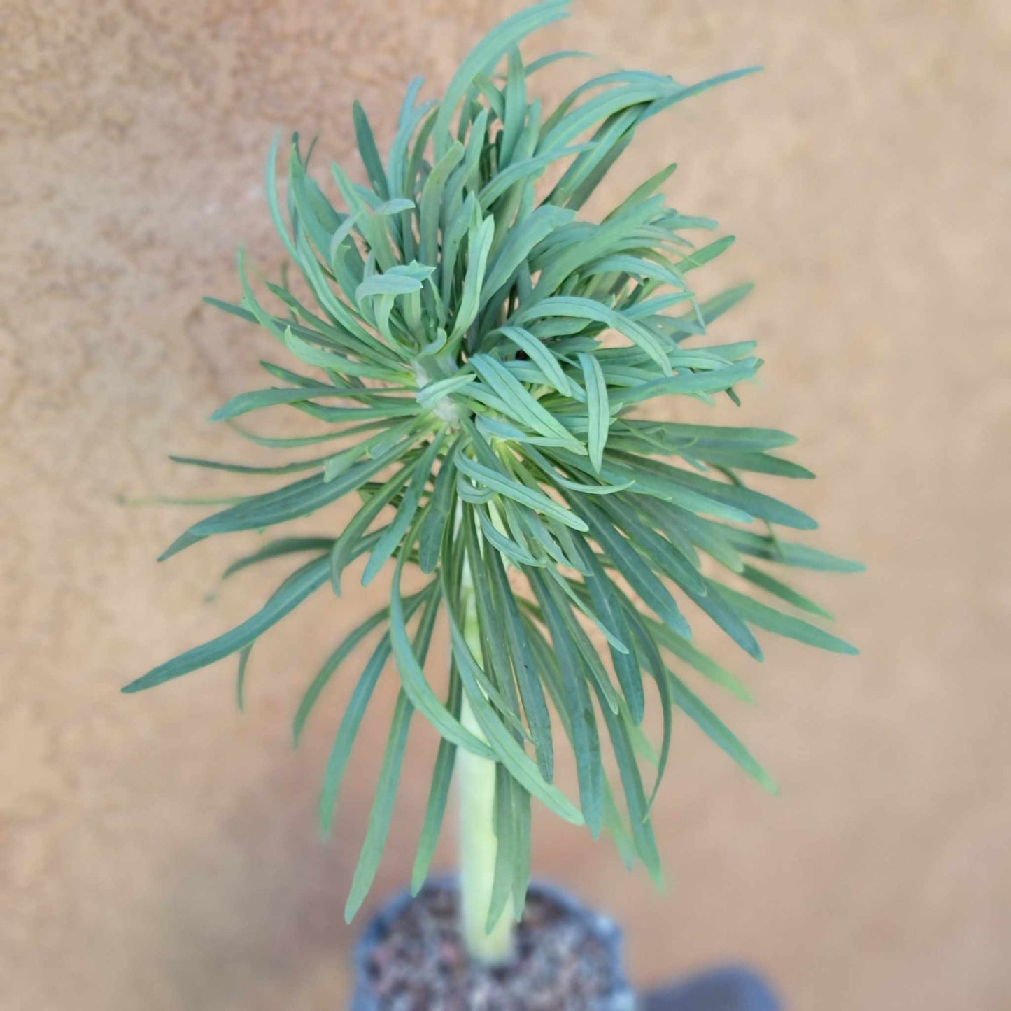Kleinia neriifolia - Seecio Kleinia - Mermaid Legs - Over 20" Tall!