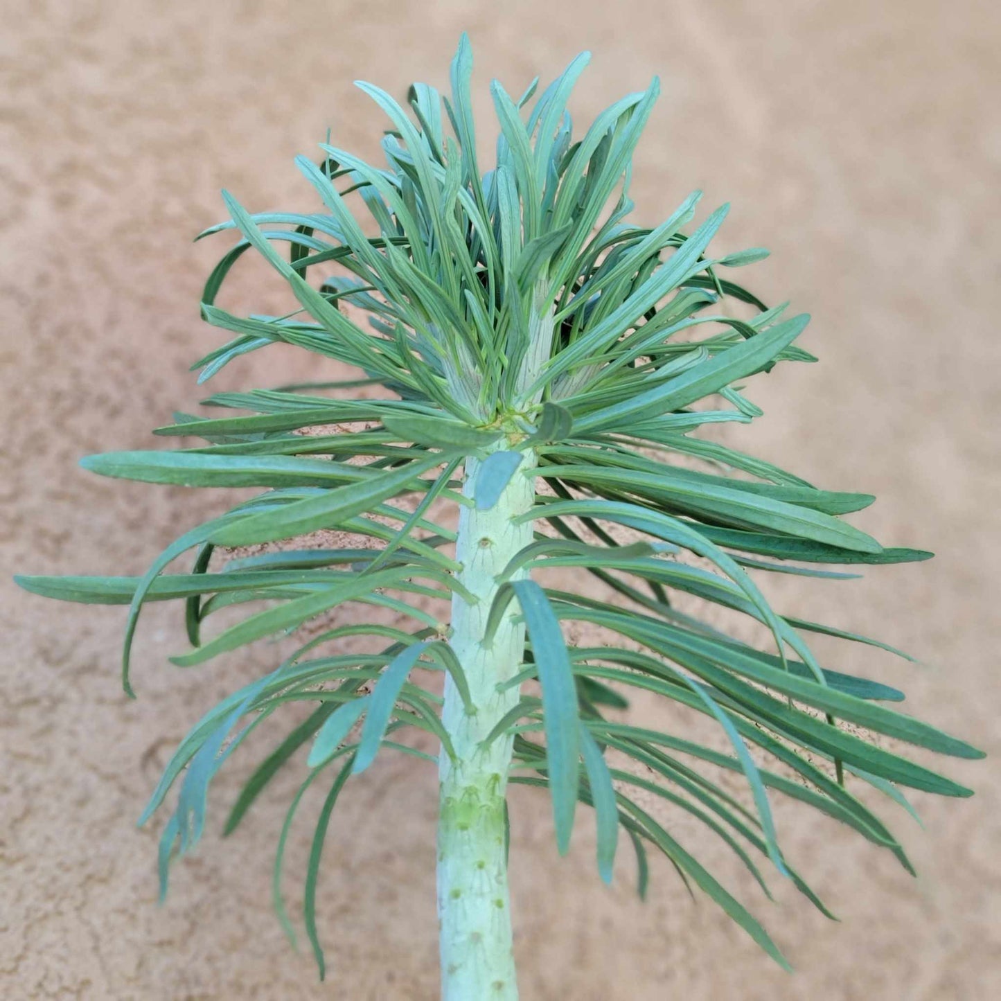 Kleinia neriifolia - Seecio Kleinia - Mermaid Legs - Over 20" Tall!