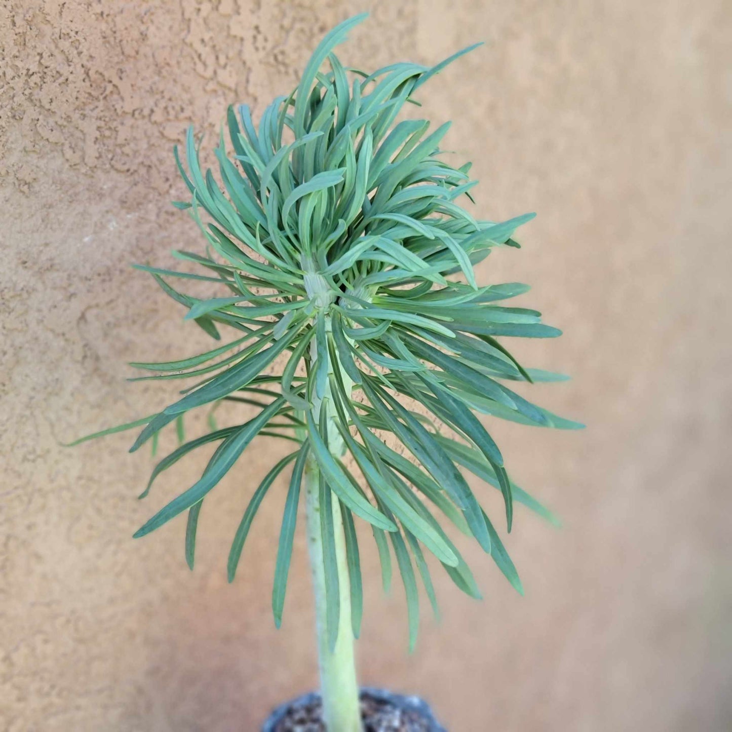 Kleinia neriifolia - Seecio Kleinia - Mermaid Legs - Over 20" Tall!