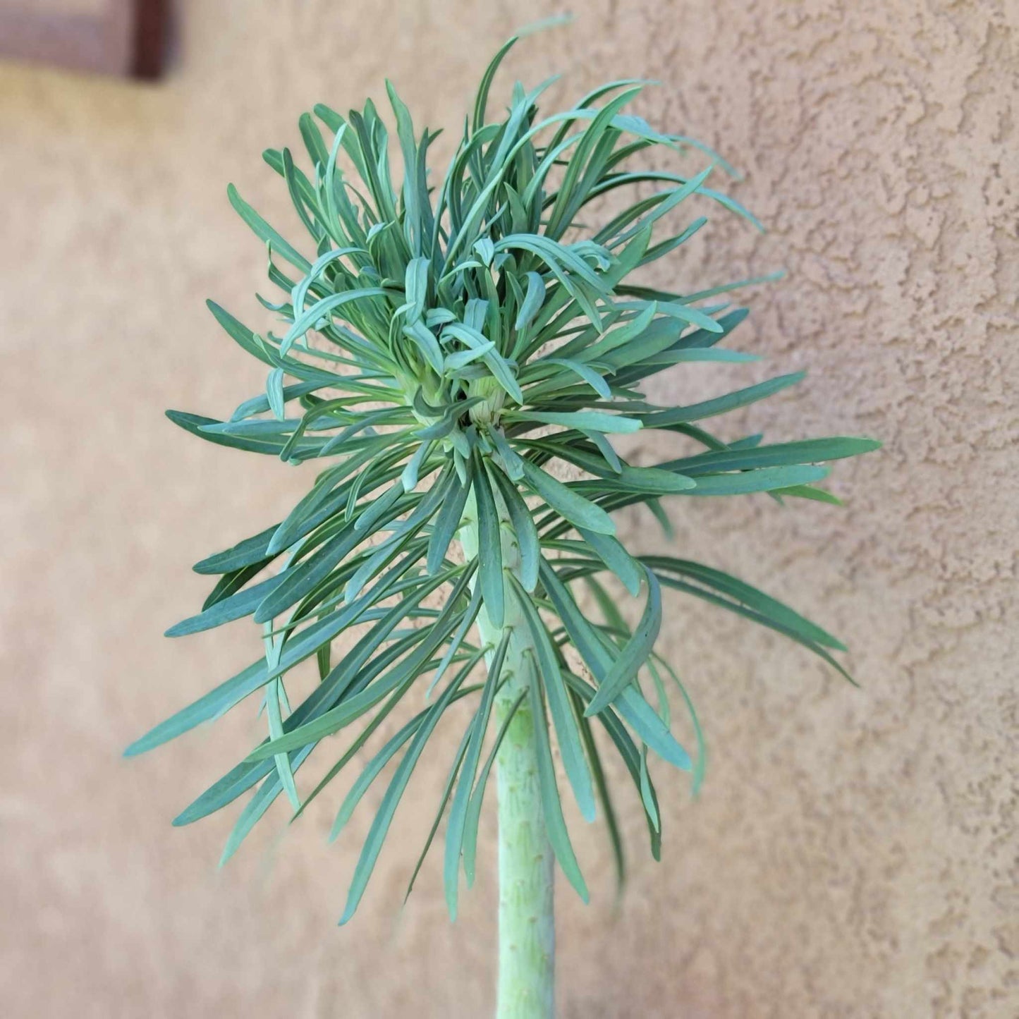 Kleinia neriifolia - Seecio Kleinia - Mermaid Legs - Over 20" Tall!