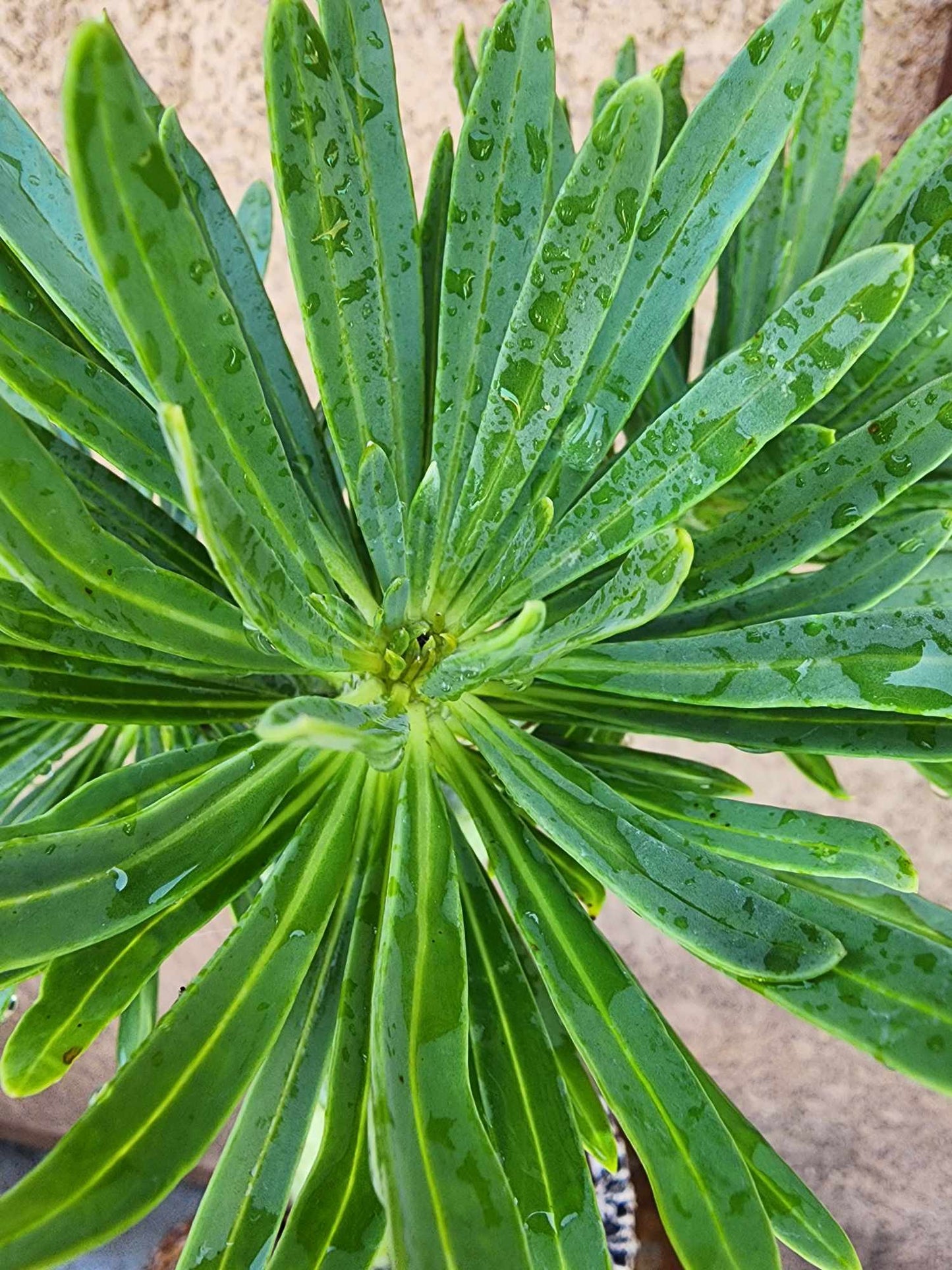 Kleinia neriifolia - Senecio Kleinia - Mermaid Legs - 17" Tall!