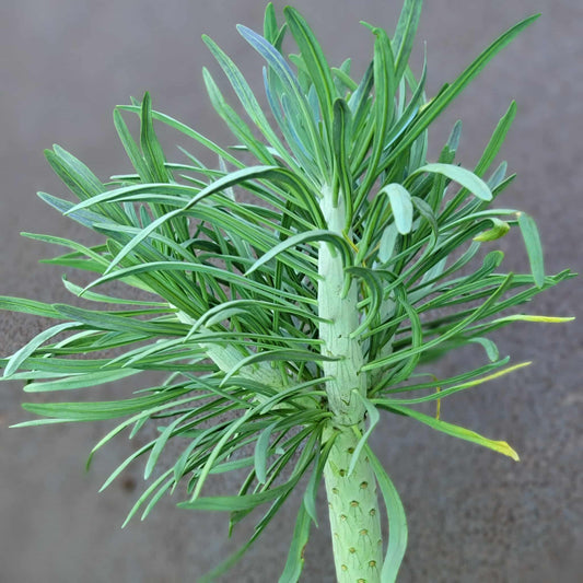 Kleinia neriifolia - Senecio Kleinia - Over 16" Tall!