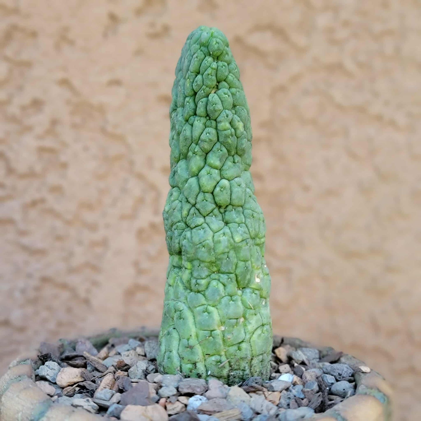 Larryleachia cactiformis - Trichocaulon cactiforme