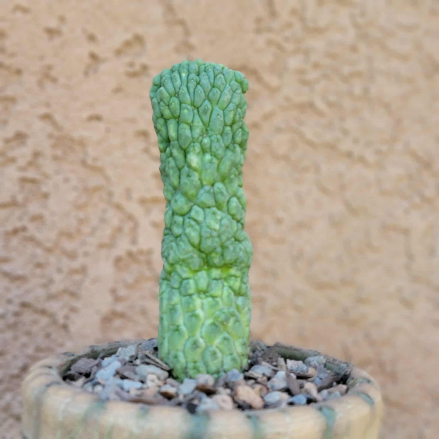Larryleachia cactiformis - Trichocaulon cactiforme