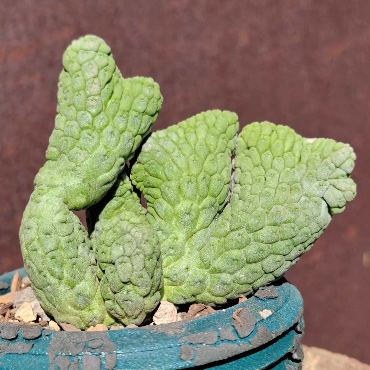 Larryleachia cactiformis cristata - Crested Trichocaulon cactiforme